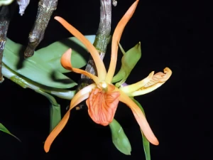 Bild von Dendrobium seidenfadenii 3